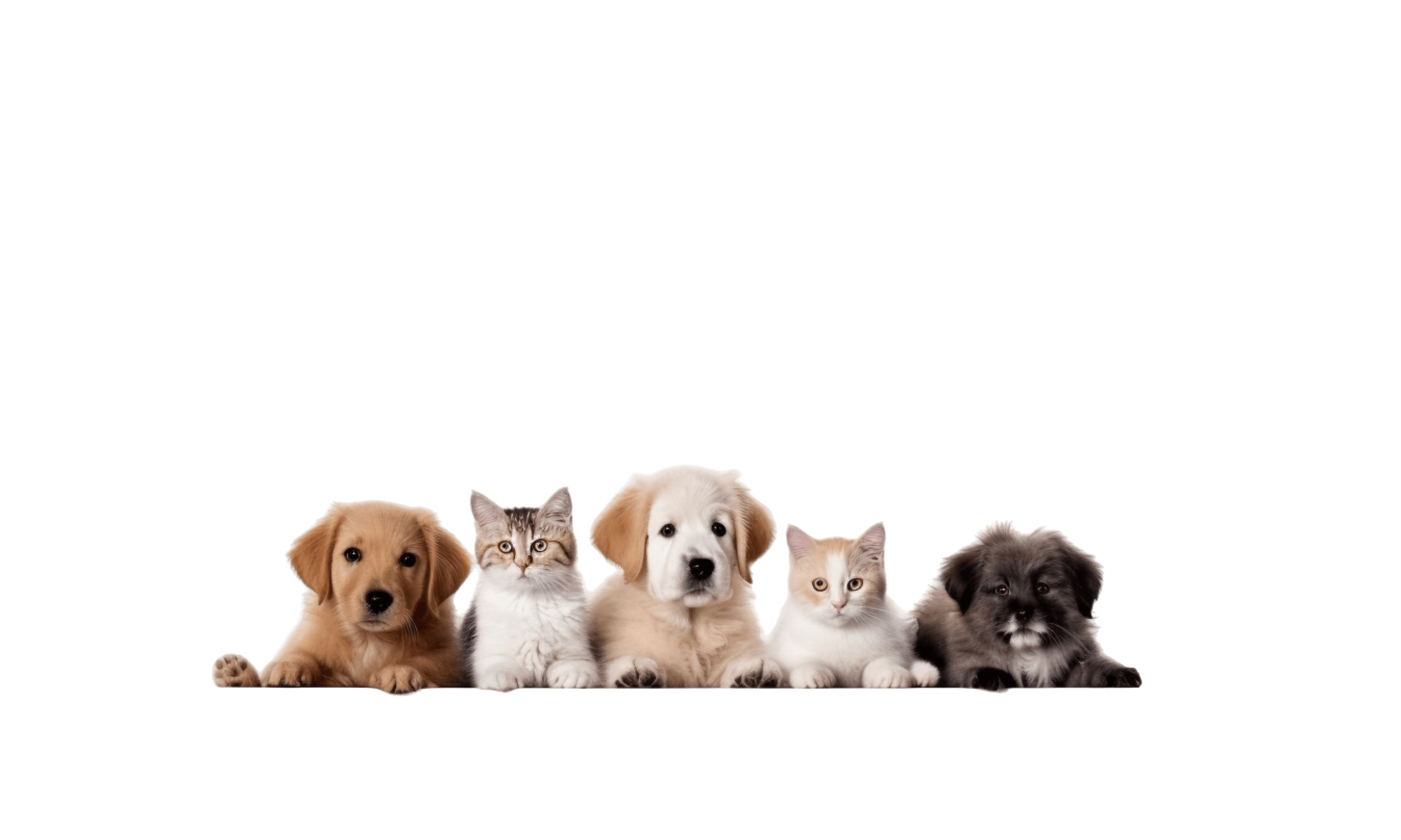 PetGo footer pets
