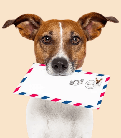 PetGo Pawsletter Dog