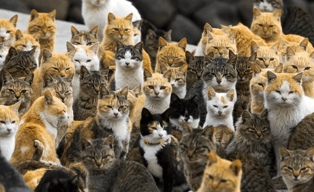 Colony of rescued cats