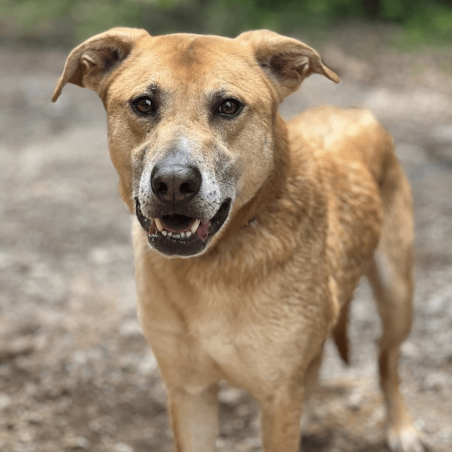 Rescued dog portrait